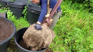 お引き受けした植木の鉢植作業！！