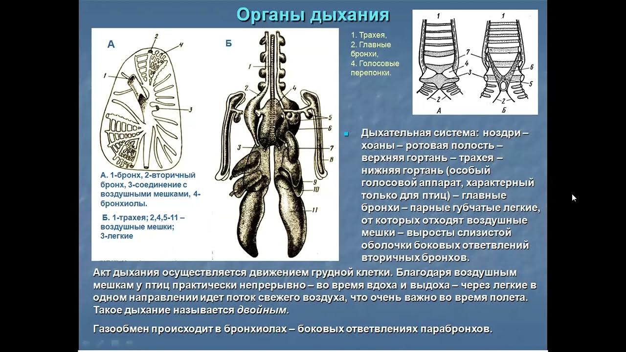 Легкие имеющие воздушные мешки