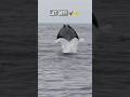 GIANT MANTA RAY Jumps UNBELIEVABLY HIGH!?!⚠️👀🐟