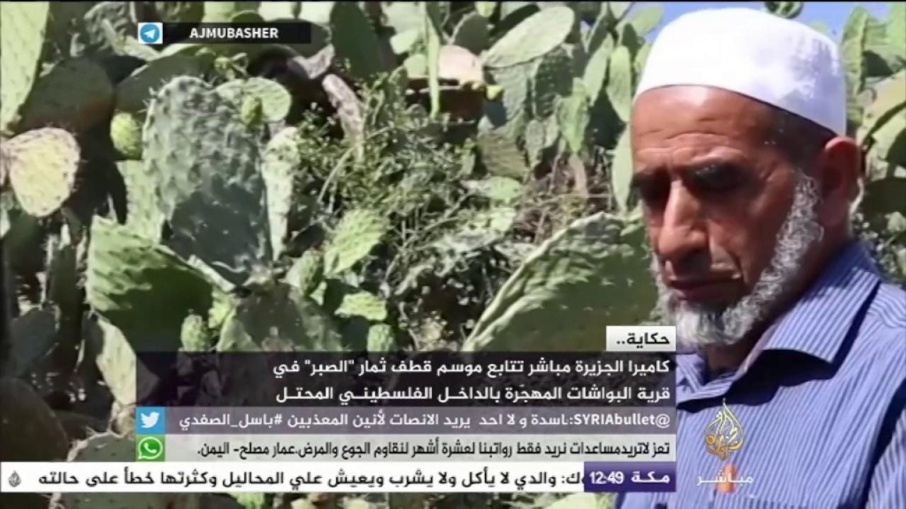 حكاية | الحاج عبدالكريم حبيطي في موسم قطف ثمار "الصبر"
