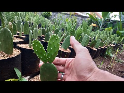 Video: Jenis Kaktus Dan Reproduksinya - 3