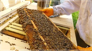 Horizontal Hive Beekeeping - PRETTY SATISFIED