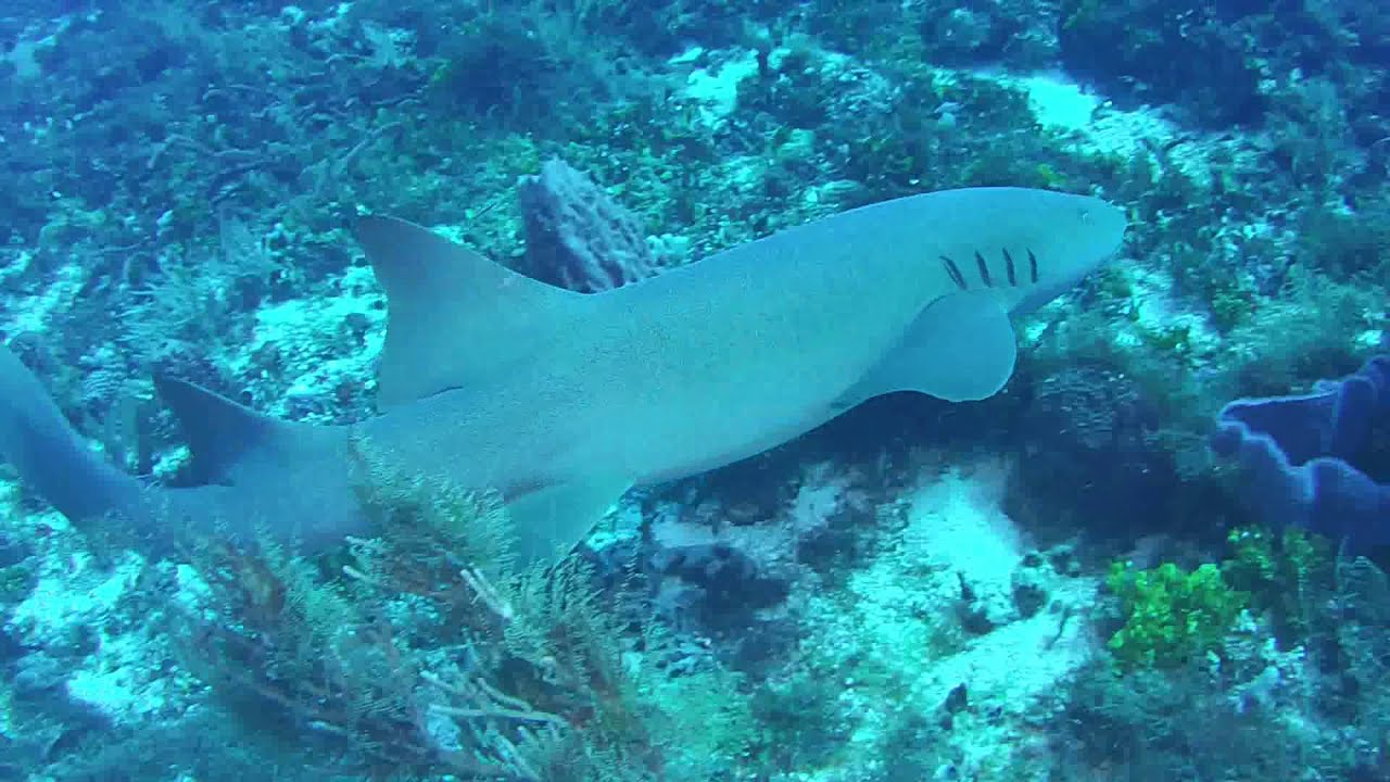 Diving with a Nurse Shark at Paso del Cadral, Cozumel, Mexico - YouTube