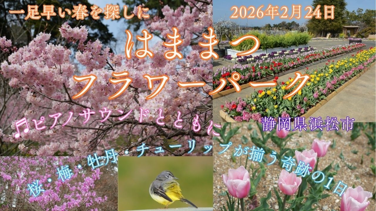 【風景と自然】はままつフラワーパーク 浜松市 2026年2月24日　Hamanako Flower Park
