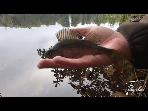 Video: Sådan Skræller Du Let Skalaen Fra En Aborre, Flod Eller Hav Og Hurtigt Klipper Det + Video