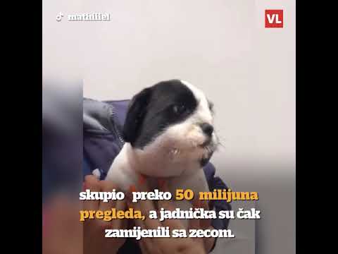 Video: Šaljive činjenice o psima