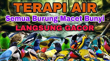 HITUNGAN DETIK BURUNG MACET BUNYI LANGSUNG GACOR, TERAPI AIR UNTUK SEMUA JENIS BURUNG MACET BUNYI