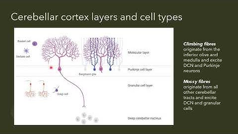 CEREBELLUM anatomy, function, connectivity ll Movement and balance control ll Neuroscience