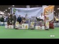 FeHoVa Winter Dog Show 2014. 02. 13 BIS