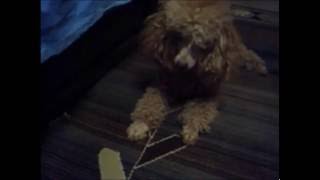 Песик Сбрендил