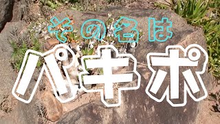 TRAVEL VLOGマダガスカル#06　パキポディウム #パキポディウム #madagascar