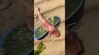 Download Lagu PUNYA SAYAP, PUNYA KAKI, \u0026 MERAYAP, IKAN TERBANG #ikanhias #fish #fishtank #ikanpredator #ikanlaut MP3