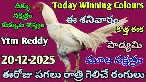 20 December 2025 Today Winning Colors//Today Colors Update//Kukkuta Sastram in Telugu