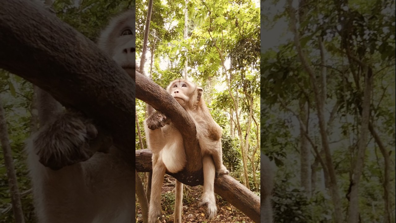 How King monkey Mark ❣️ relaxing on tree 🌴🎄 
