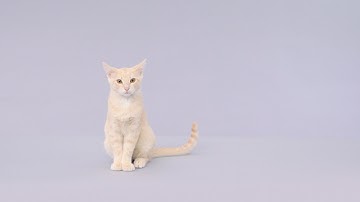 Royal Canin Veterinary Diet Cat Food | Chewy