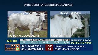 De Olho na Fazenda Pecuária BR - Fábrica de genética' começa hoje