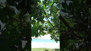 weligama 😍 #4k #beach #777 #4k #aviation #cats #best #tourism #tour #cometosrilanka #mexico #usa 🥰😘😍