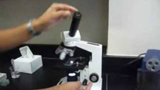 Mrs D Mrs K - How to Use a Microscope