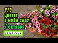 🍁🐞Осенние краски БАБЬЕГО ЛЕТА в моем саду .ОБЗОР САДА   на 1 октября