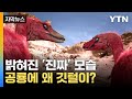 날 수 없는 공룡, 왜 깃털이 있었을까?