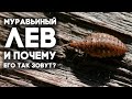 МУРАВЬИНЫЙ ЛЕВ - ИДЕАЛЬНЫЙ УБИЙЦА! Как поймать муравьиного льва и содержать дома? \\ Димон и пумба