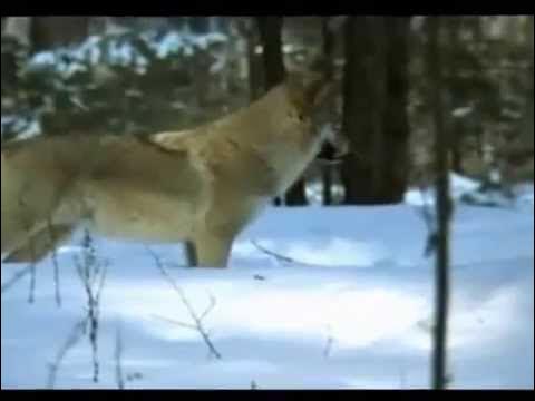 Охота песня клип. Черный ворон особенности национальной охоты. Охота песня клип. Текст клипа охота на лису клип текст. Песня про охотников.