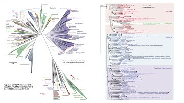 Phylogenetic reconstruction