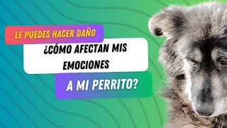 Cómo afectan mis emociones a mi perroEl Secreto detrás del Comportamiento de mi Perro  PERRHIJOS