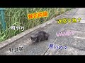 通りすがりの人にご飯をもらった野良猫さん