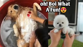 Cute puppies Funny Video Compilation | Tiktok  cute funny puppies | by INDIE VIRAL CONTENT 39 views 3 years ago 4 minutes, 25 seconds