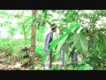 Florante at Laura 8 Camias DCNHS