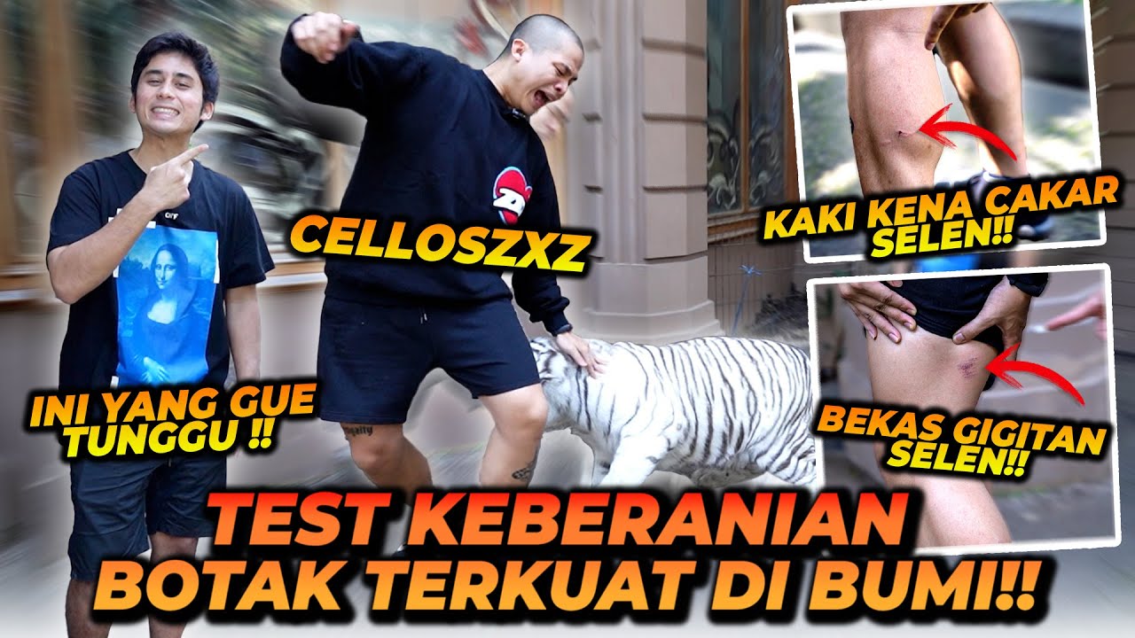 CELLOS DI-CHALLENGE ALSHAD MAEN BARENG SELEN TANPA DIJAGAIN! AUTO DISER4NG SELEN SAMPE BAB4K B3LUR!!