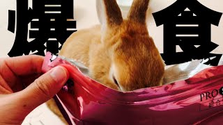 教えて貰ったペレットをうさぎにあげてみたら、オヤツなの？って位気に入ってくれました　#923