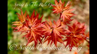 Rule Gardens Japanese Maple Spring Tour 2024