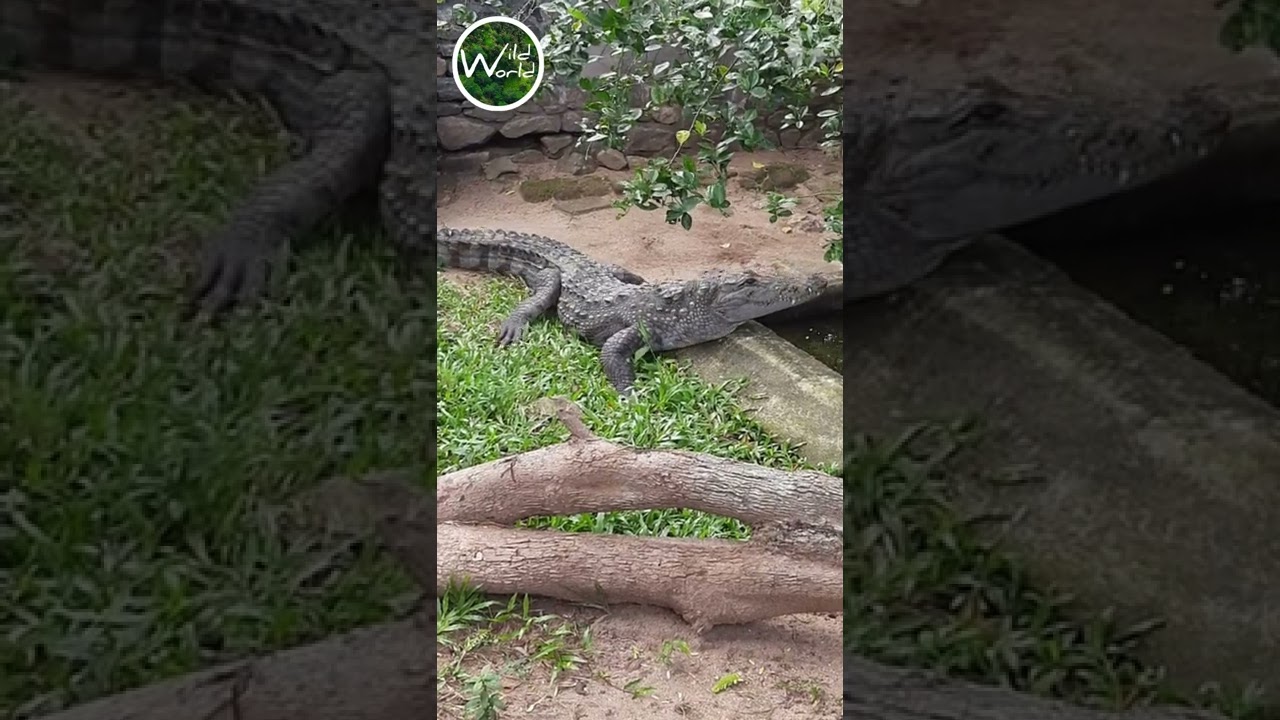 Marsh crocodile/Mugger crocodile - Wild World TV - 