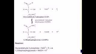 Mechanism of GAPDH