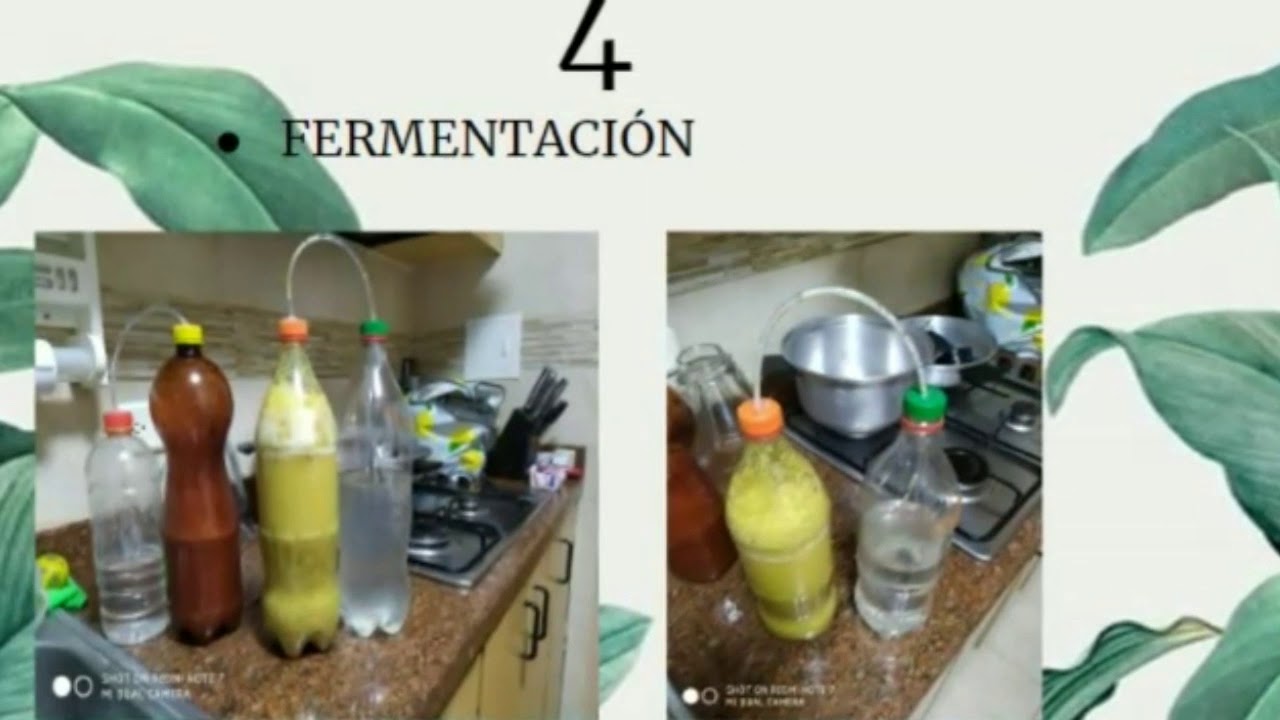 Proyecto de producción de Bioetanol abace de cáscaras de piña,plátano ...