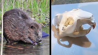 How to Clean a Beaver Skull for Display / Selling