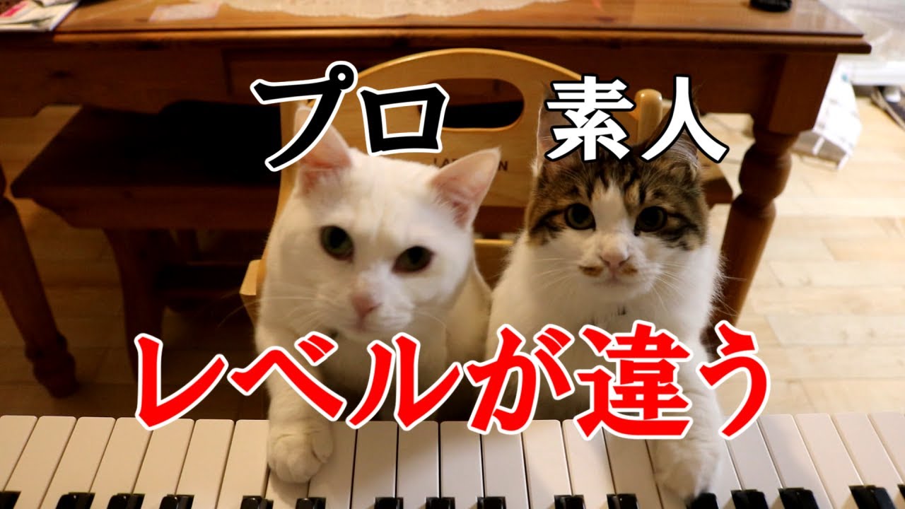 も*ゃ様 ピアニストと白い猫 猫ピアノ 素人とピアニスト - YouTube