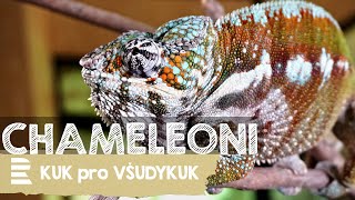 To nej o chameleonech