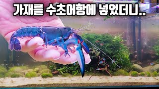 7일 만에 수초어항이 삭제되는 과정을 생생하게 보여드립니다!! ㄷㄷ