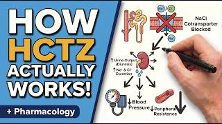 Hydrochlorothiazide in 14 Minutes: Mechanism, Dosing, Side Effects & Clinical Pearls