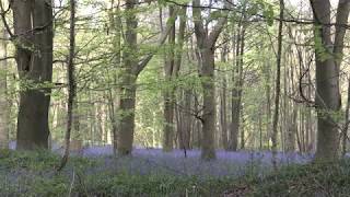 Bluebell Woods