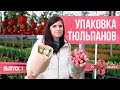 Упаковка тюльпана в БУМАГУ.