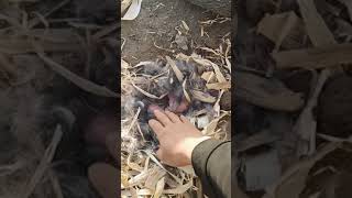 Rabbit Mom, What To Do If The Dog Kills The Baby Rabbit After Giving Birth