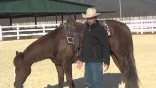 Doing up the girth on a western saddle