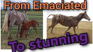 From Emaciated to Stunning // How we help our horses gain weight