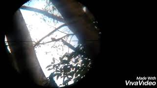 Wawtupai Nakal Hama Kebun