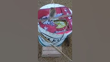 Easy Bucket Pain Mouse Trap | DIY Homemade Part 02