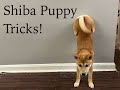 5 Month Old Shiba Inu Puppy TRICKS! #shibainu